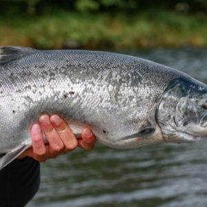 Wild,Silver,Salmon,Caught,On,A,Fly,Rod,In,Kodak,