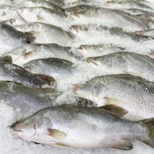 Fish,Raw,On,Ice,At,The,Fish,Market,And,Department