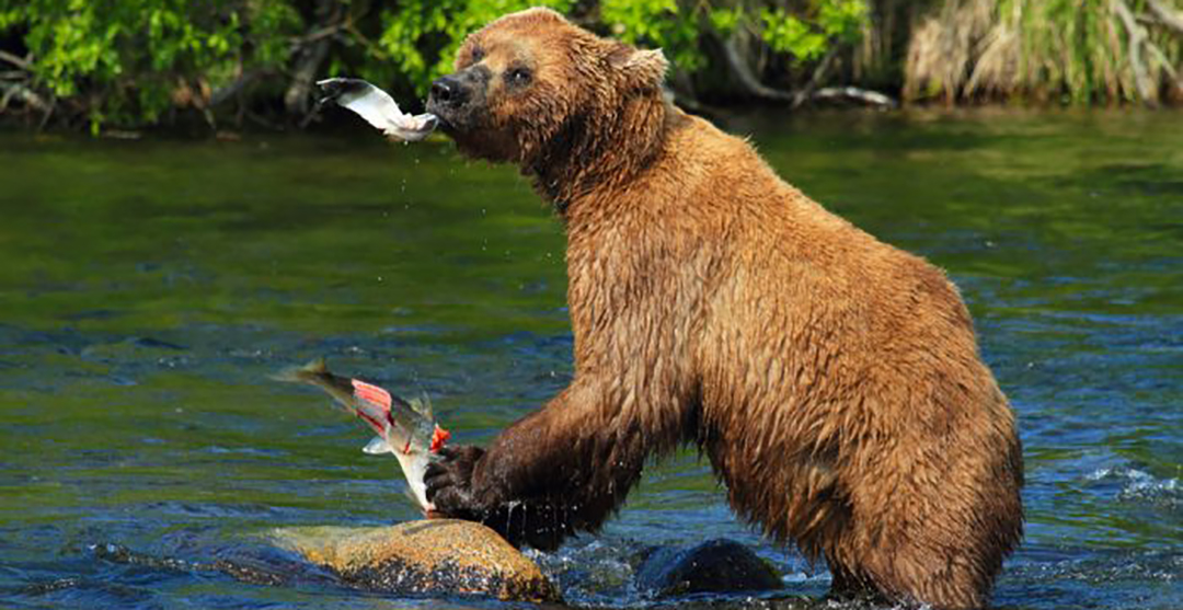 Alaskan Fishing Trips